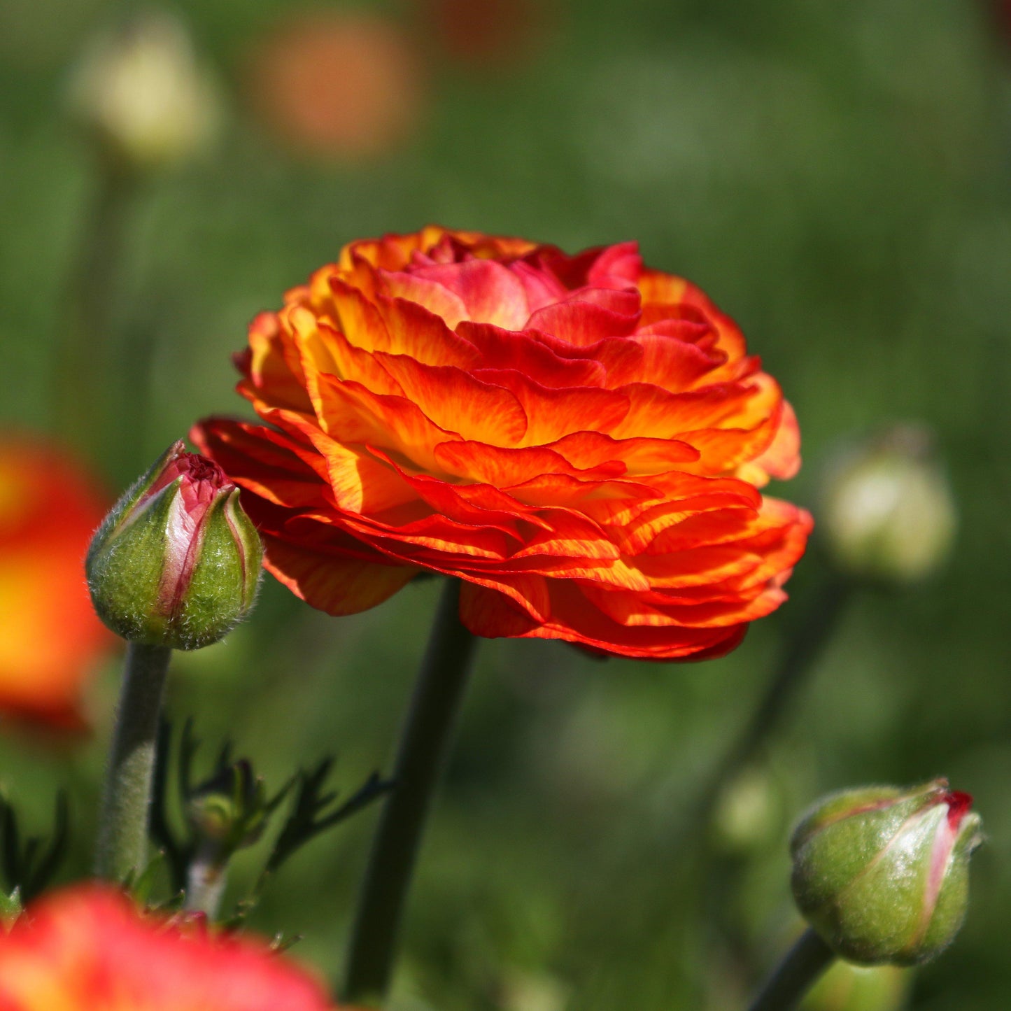 Ranunculus Bulbs - Tecolote Flamenco