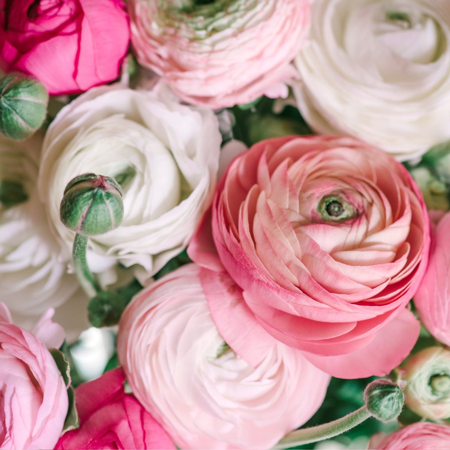 Ranunculus Bulbs - Tecolote Pastel Collection