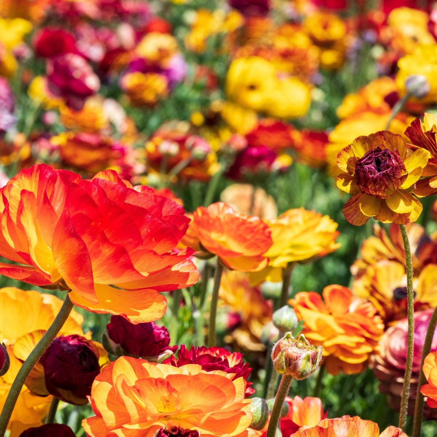 Ranunculus Bulbs - Tecolote Picotee Mix