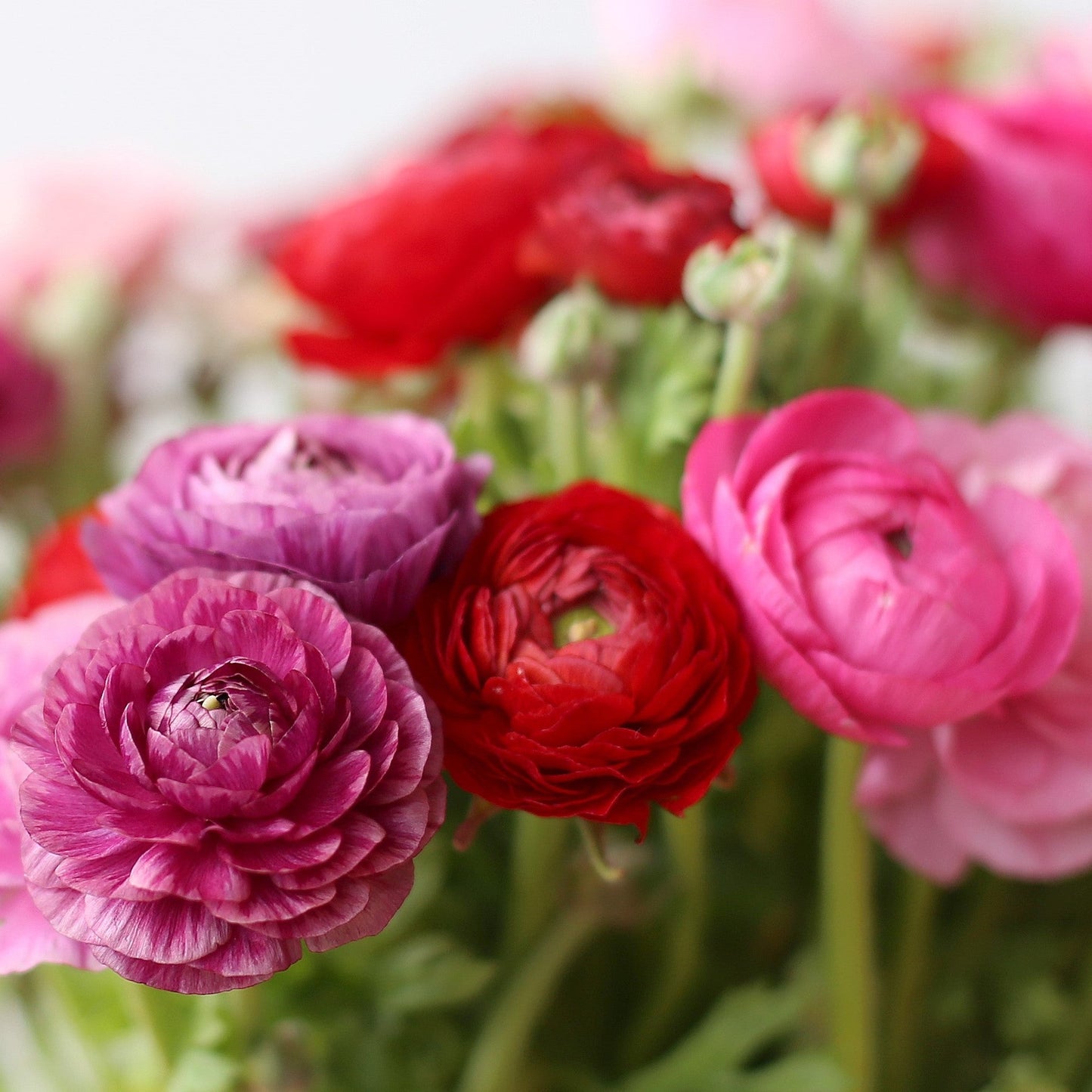 Ranunculus Bulbs- Tecolote Very Berry Collection