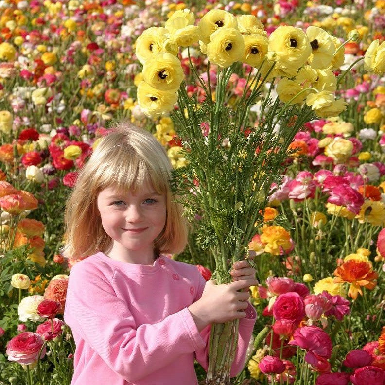 Ranunculus Bulbs - Tecolote Flower Fields Collection