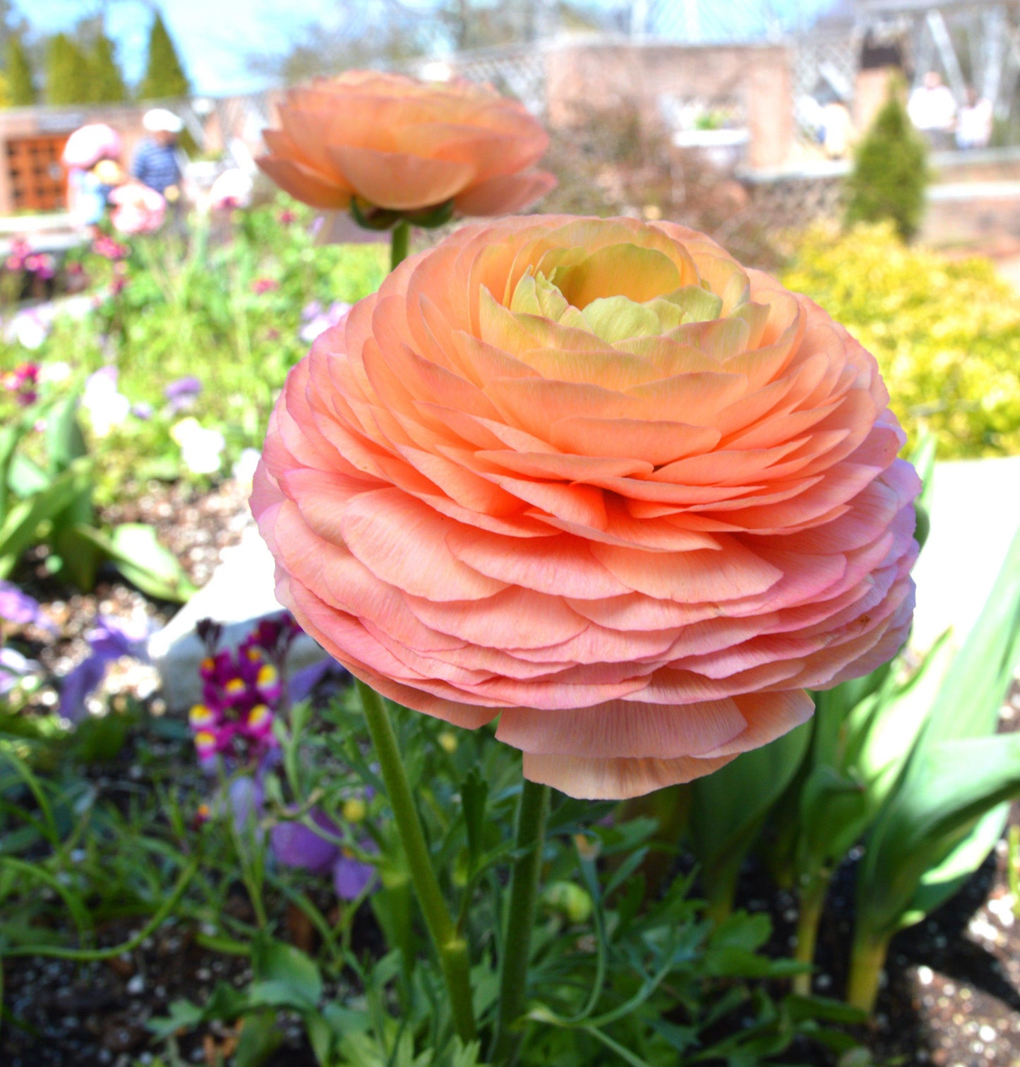 Ranunculus Bulbs - Tecolote Salmon