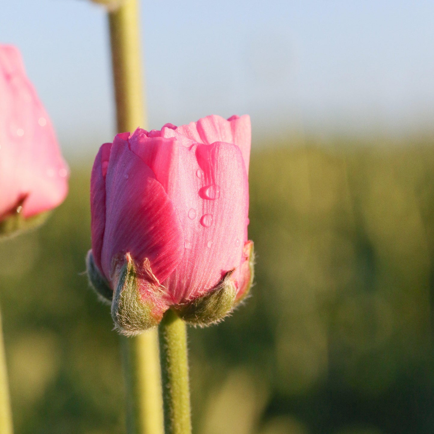 Ranunculus Bulbs - Tecolote Rose