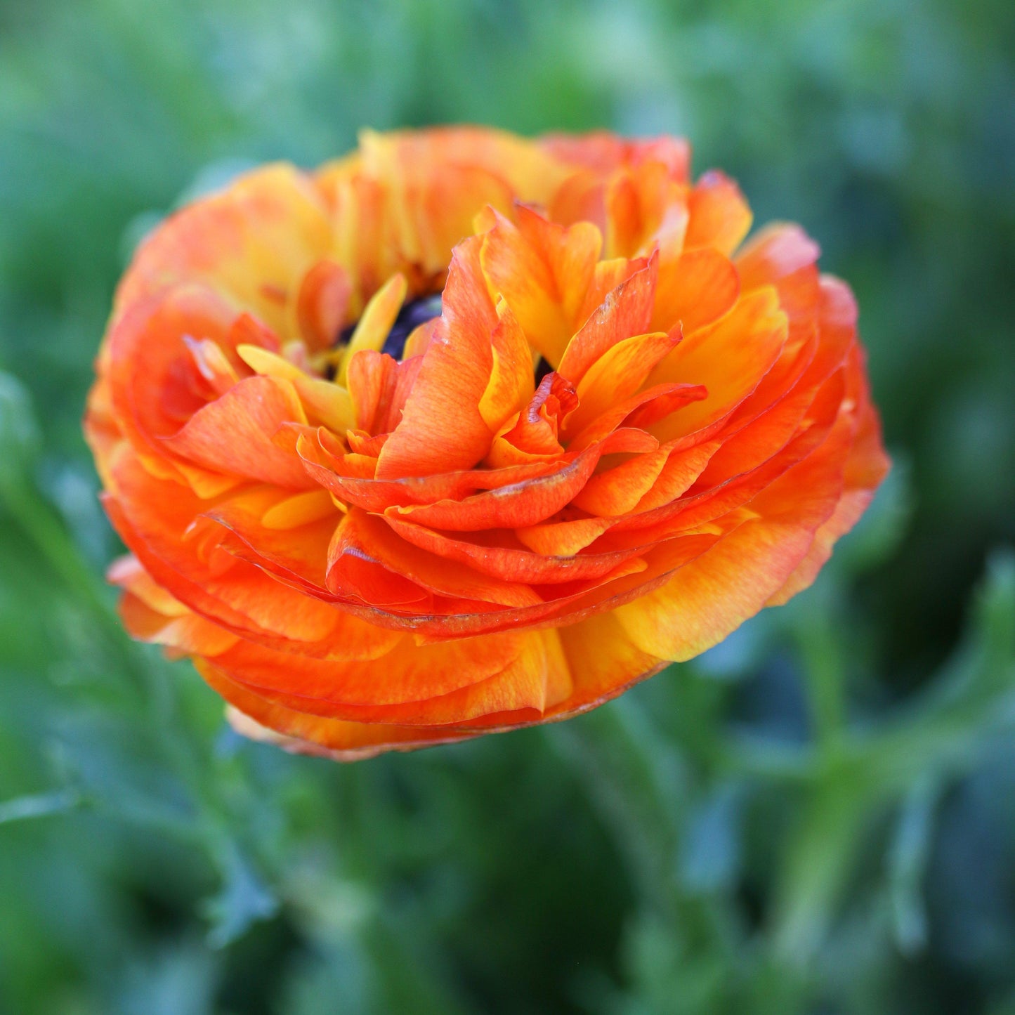 Ranunculus Bulbs - Tecolote Flamenco
