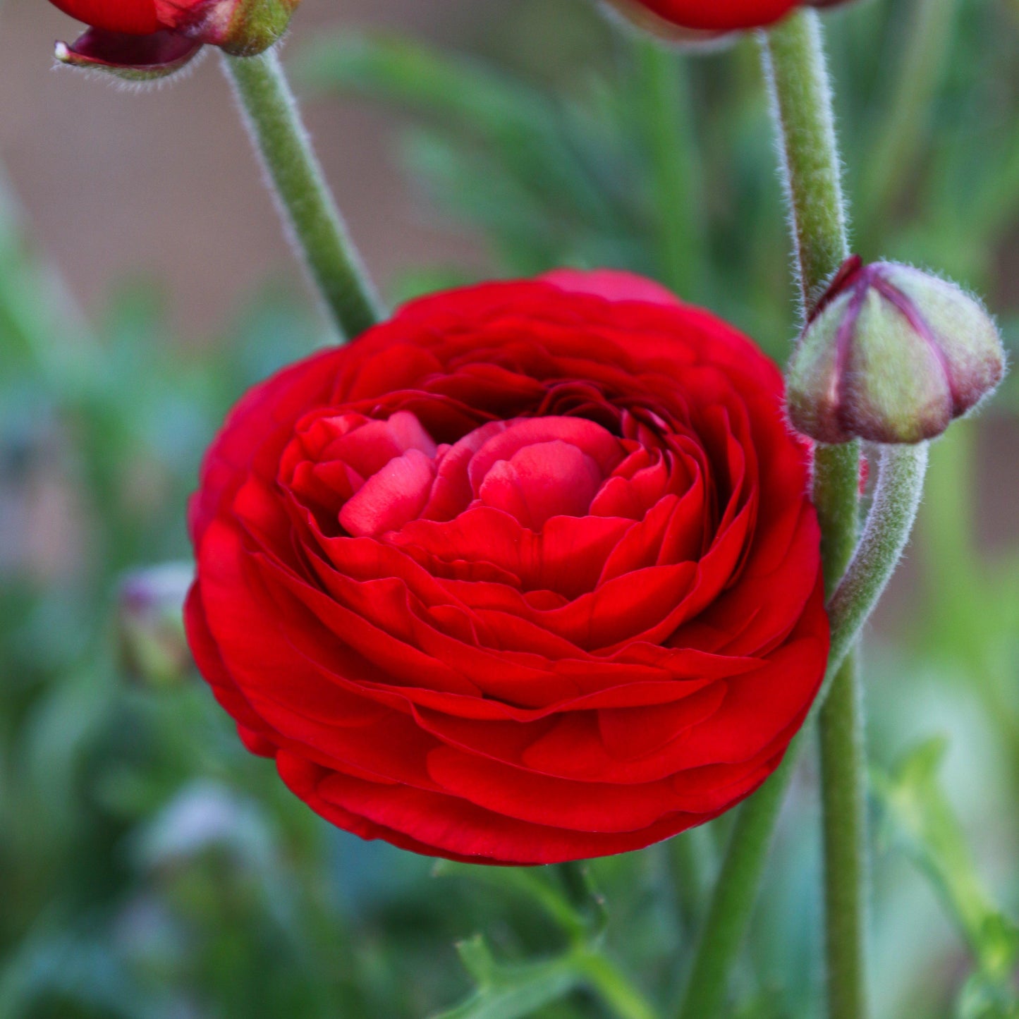 Ranunculus Bulbs - Tecolote Red