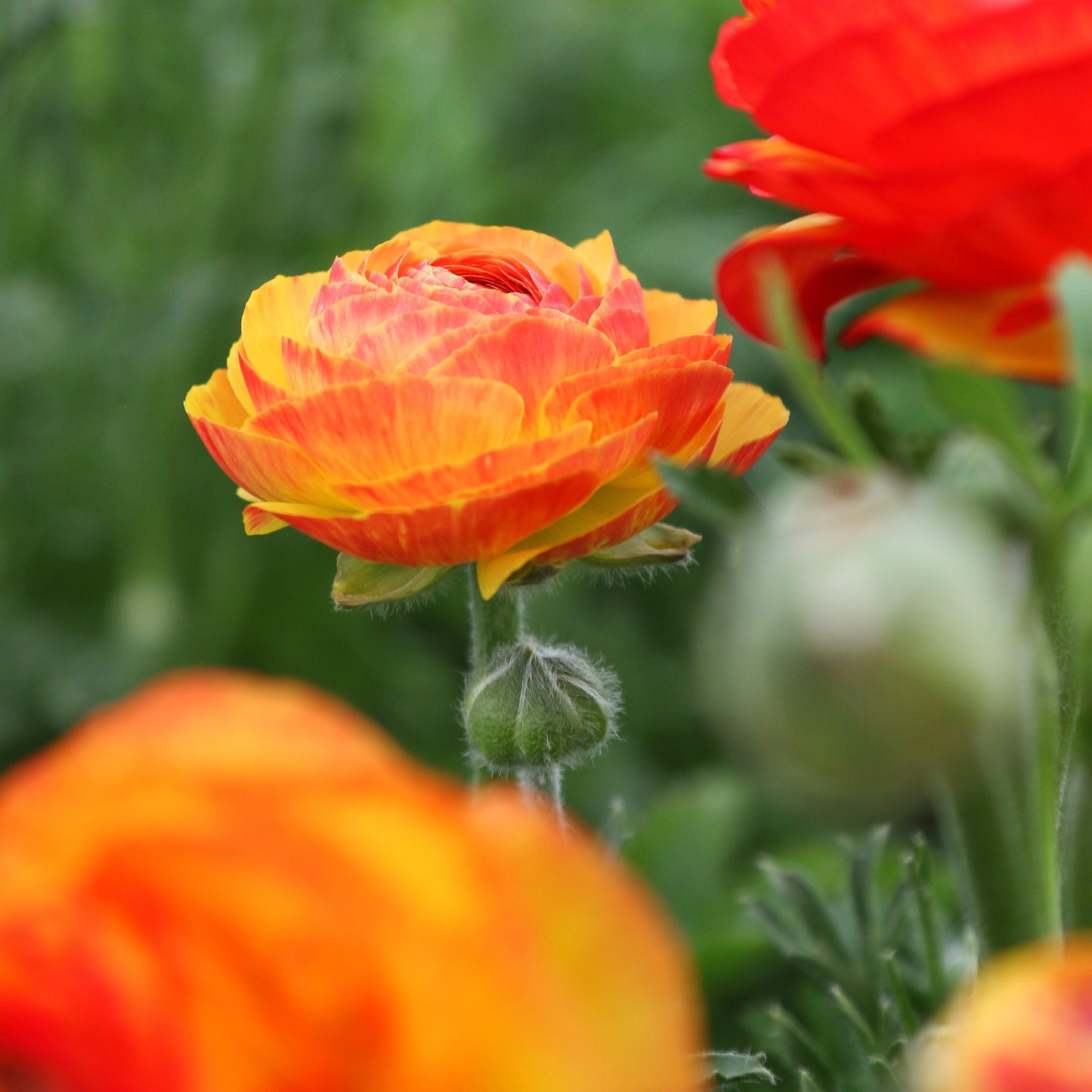 Ranunculus Bulbs - Tecolote Flamenco