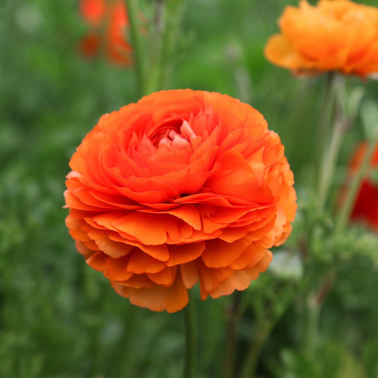 Ranunculus Bulbs - Tecolote Sunset