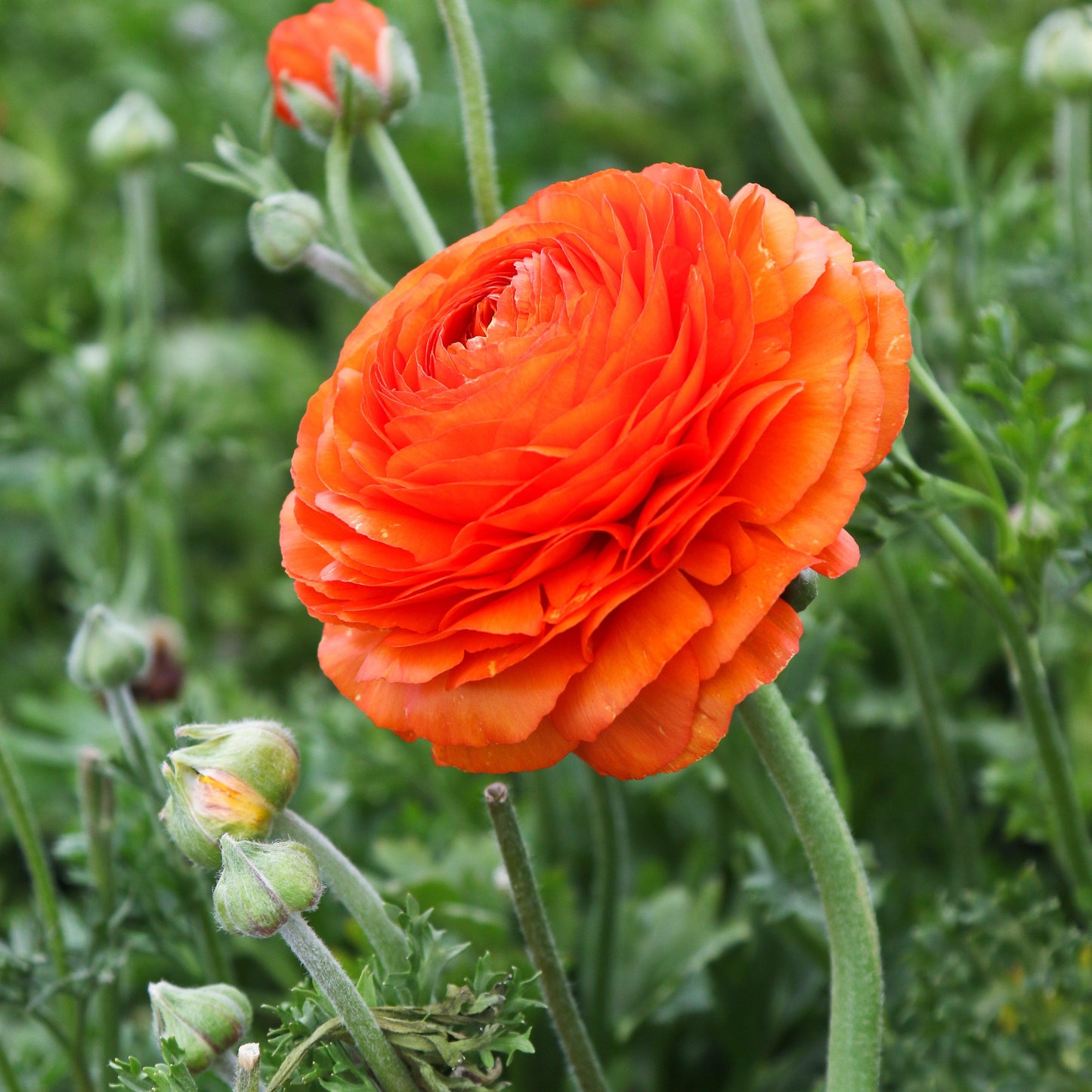 Ranunculus Bulbs - Tecolote Sunset