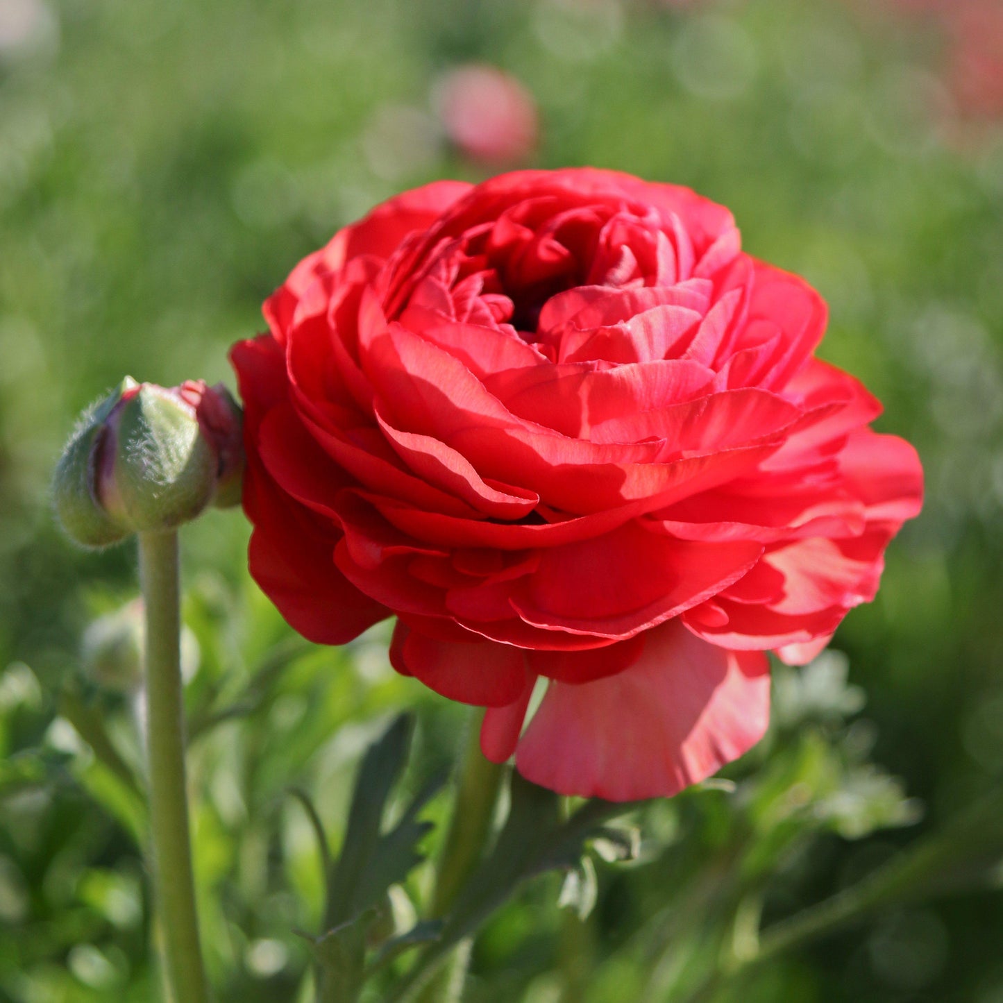 Ranunculus Bulbs - Tecolote Rose