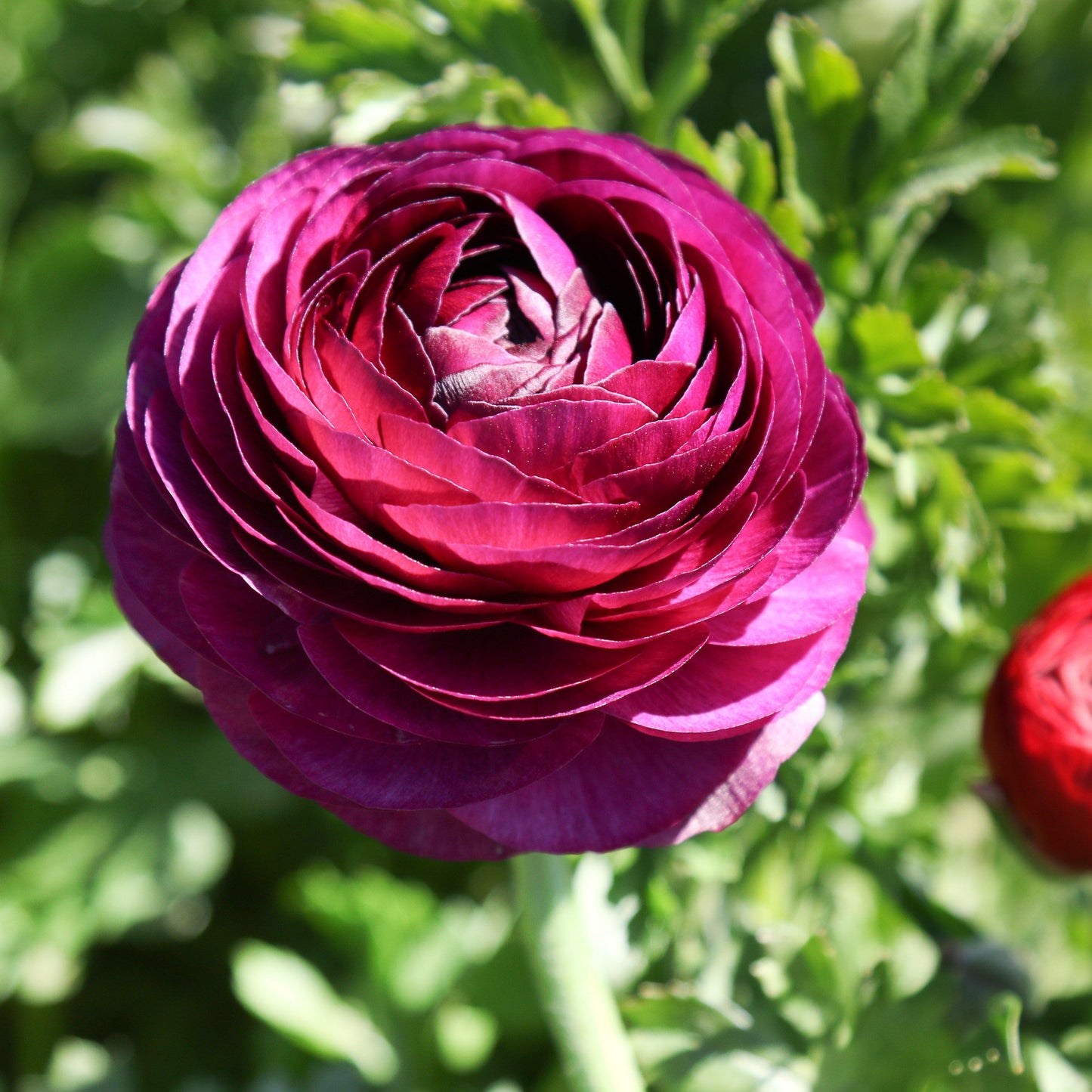 Ranunculus Bulbs- Tecolote Merlot
