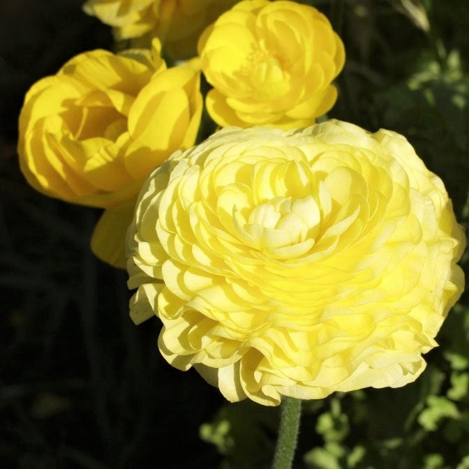 Ranunculus Bulbs- Tecolote Yellow