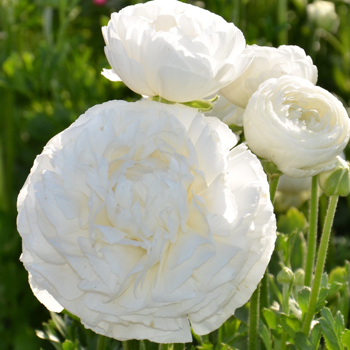 Ranunculus Bulbs- Tecolote White