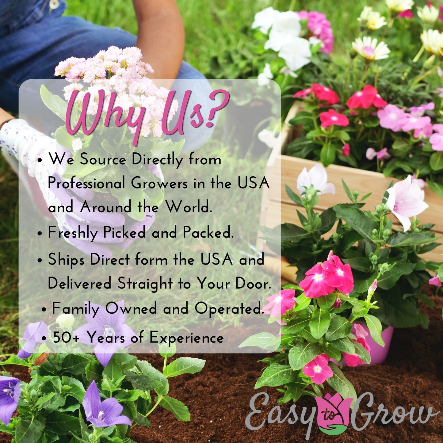 Ranunculus - Tecolote Flamenco