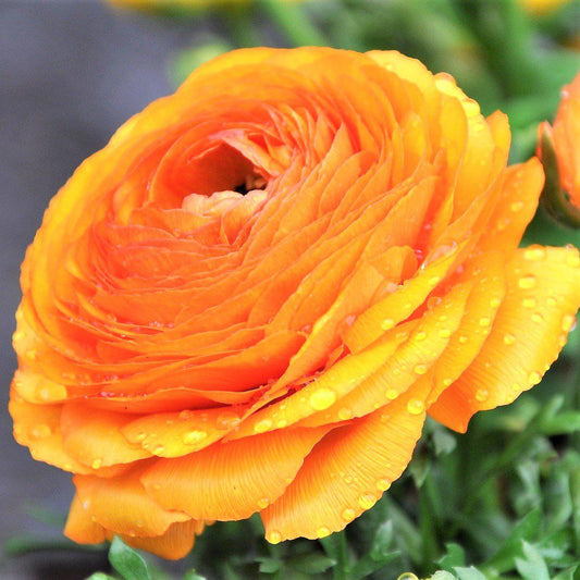 Ranunculus Bulbs - Tecolote Gold