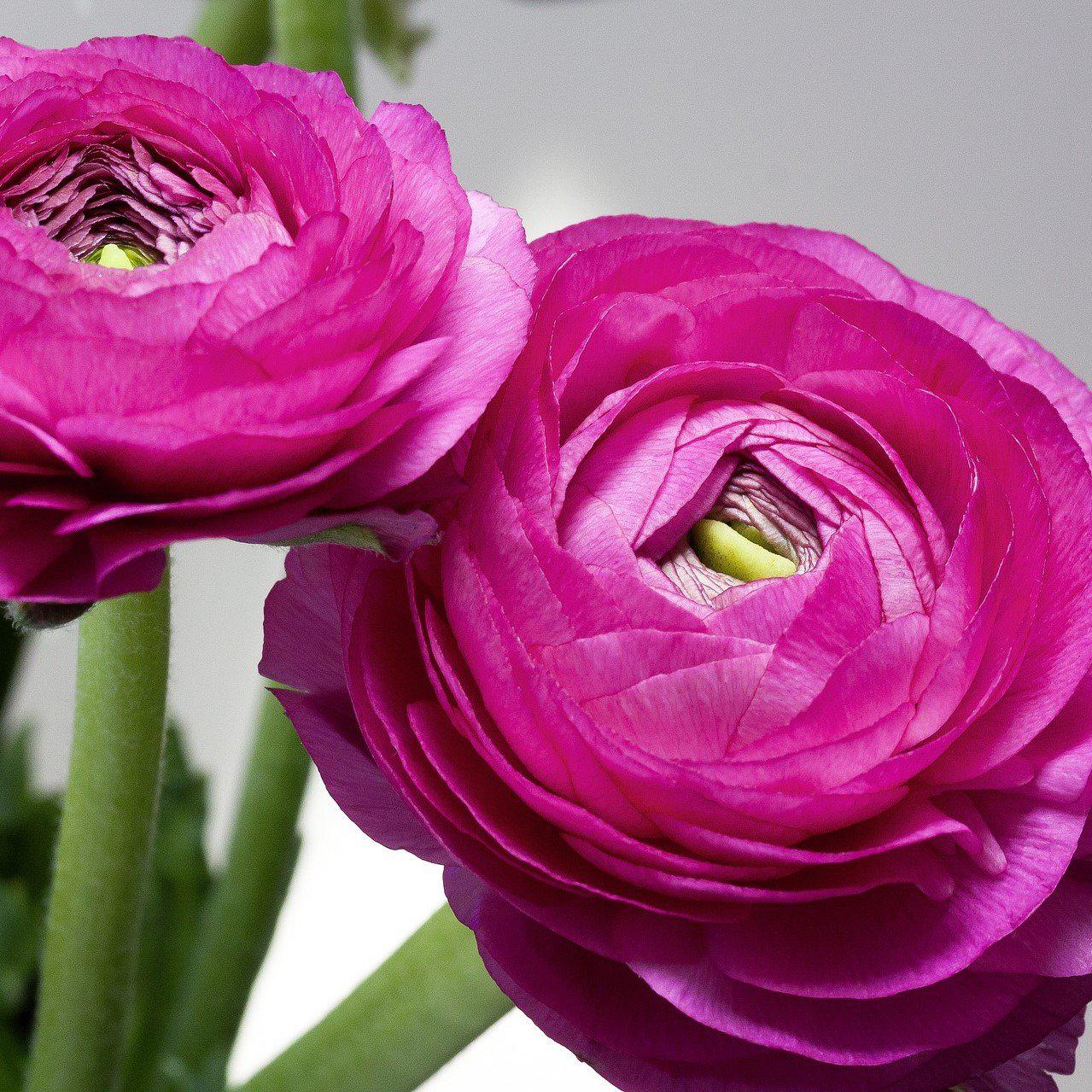 Ranunculus Bulbs - Tecolote Purple