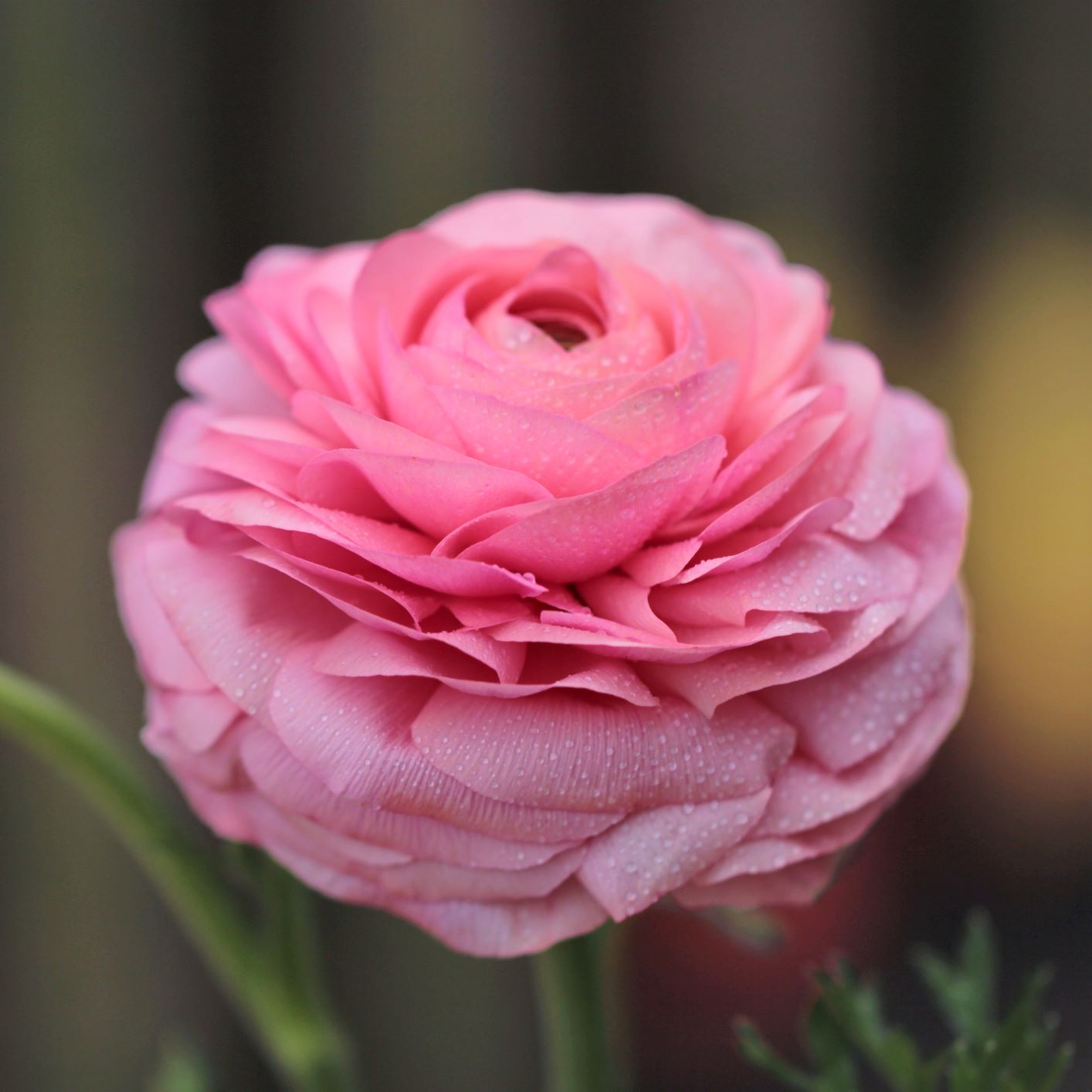 Ranunculus Bulbs - Tecolote Tropical Sunset Collection