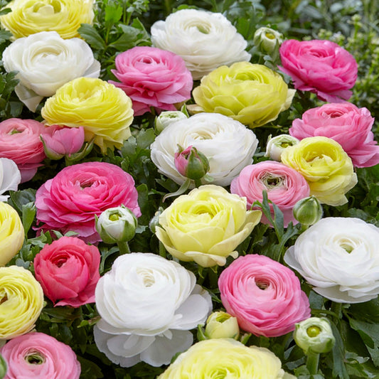 Ranunculus Bulbs- Tecolote Pastel Mix