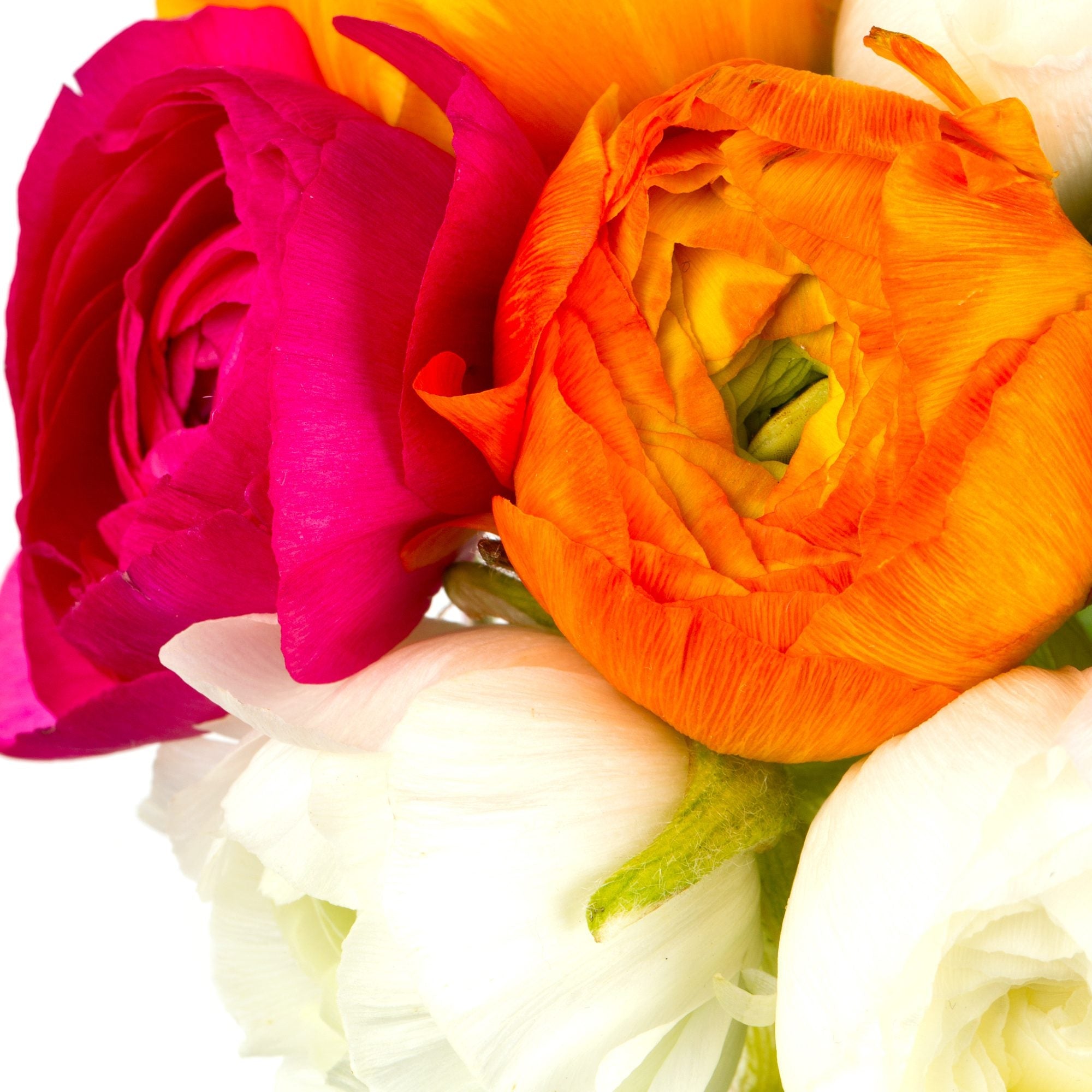 Ranunculus - Tecolote Spring Fever Collection – The Flower Fields Store