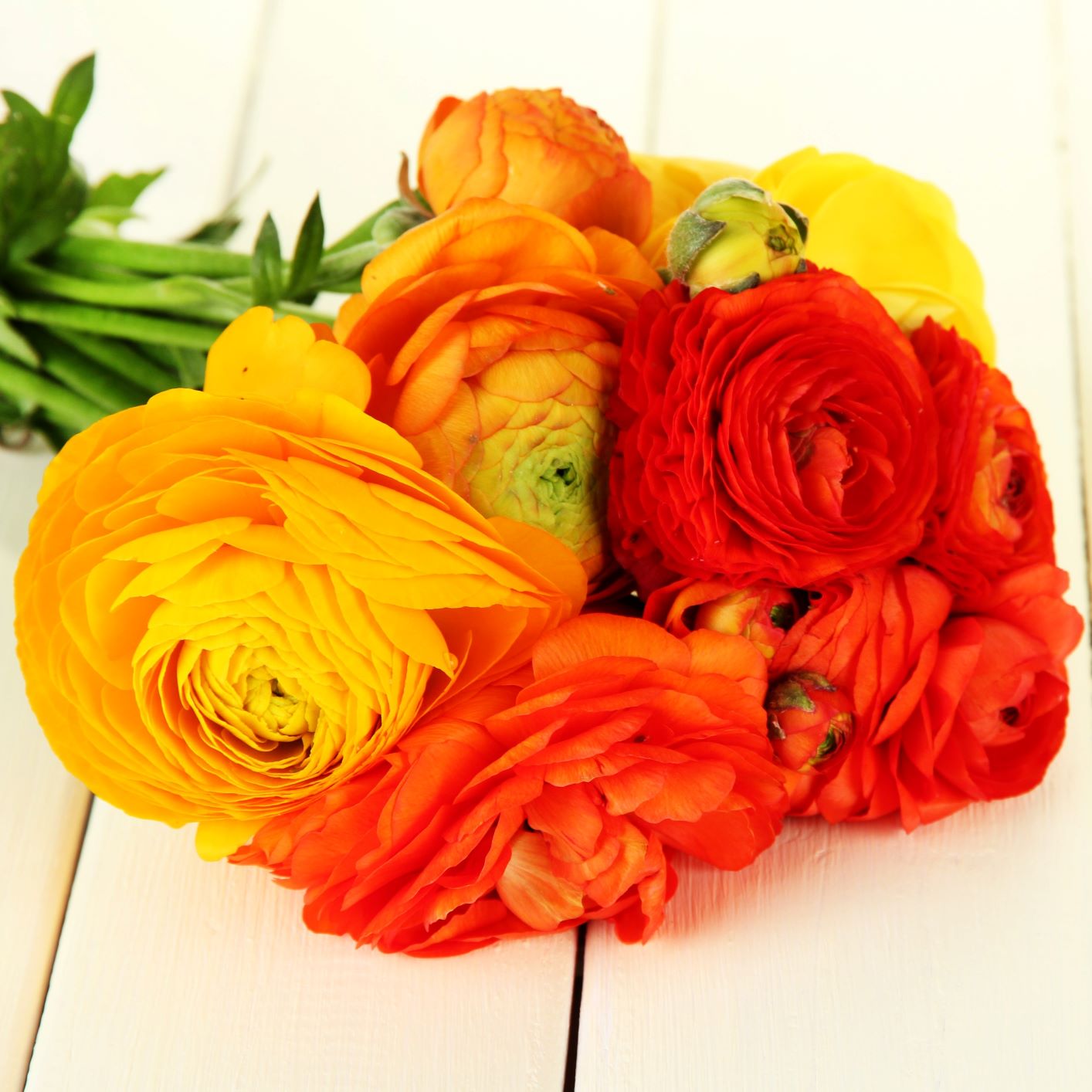 Ranunculus Bulbs- Tecolote Burning Embers Collection