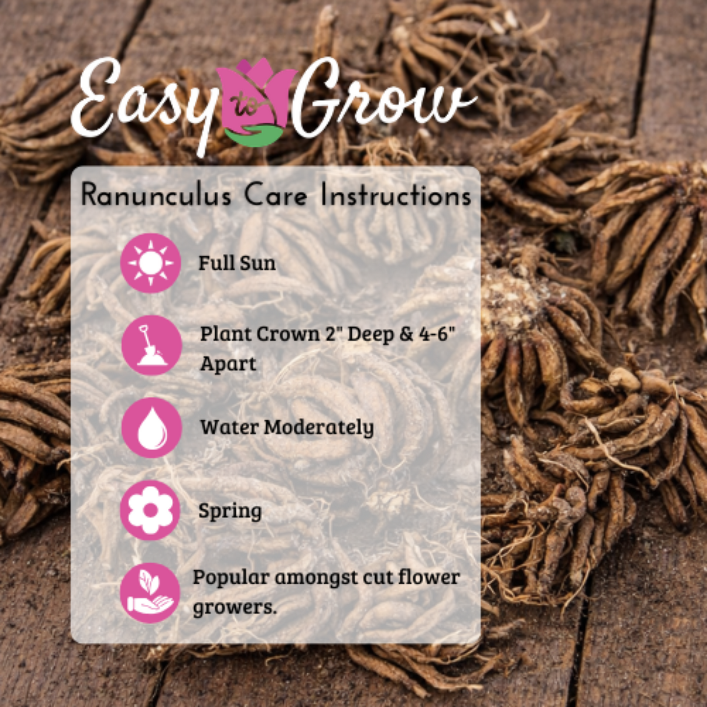 Ranunculus - Tecolote Fire & Ice Collection