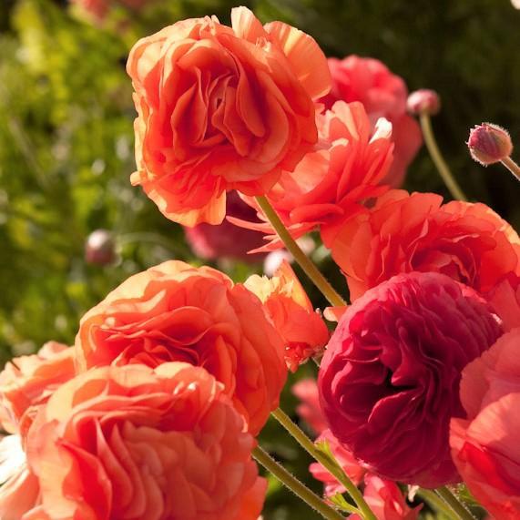 Ranunculus Bulbs - Tecolote Rose