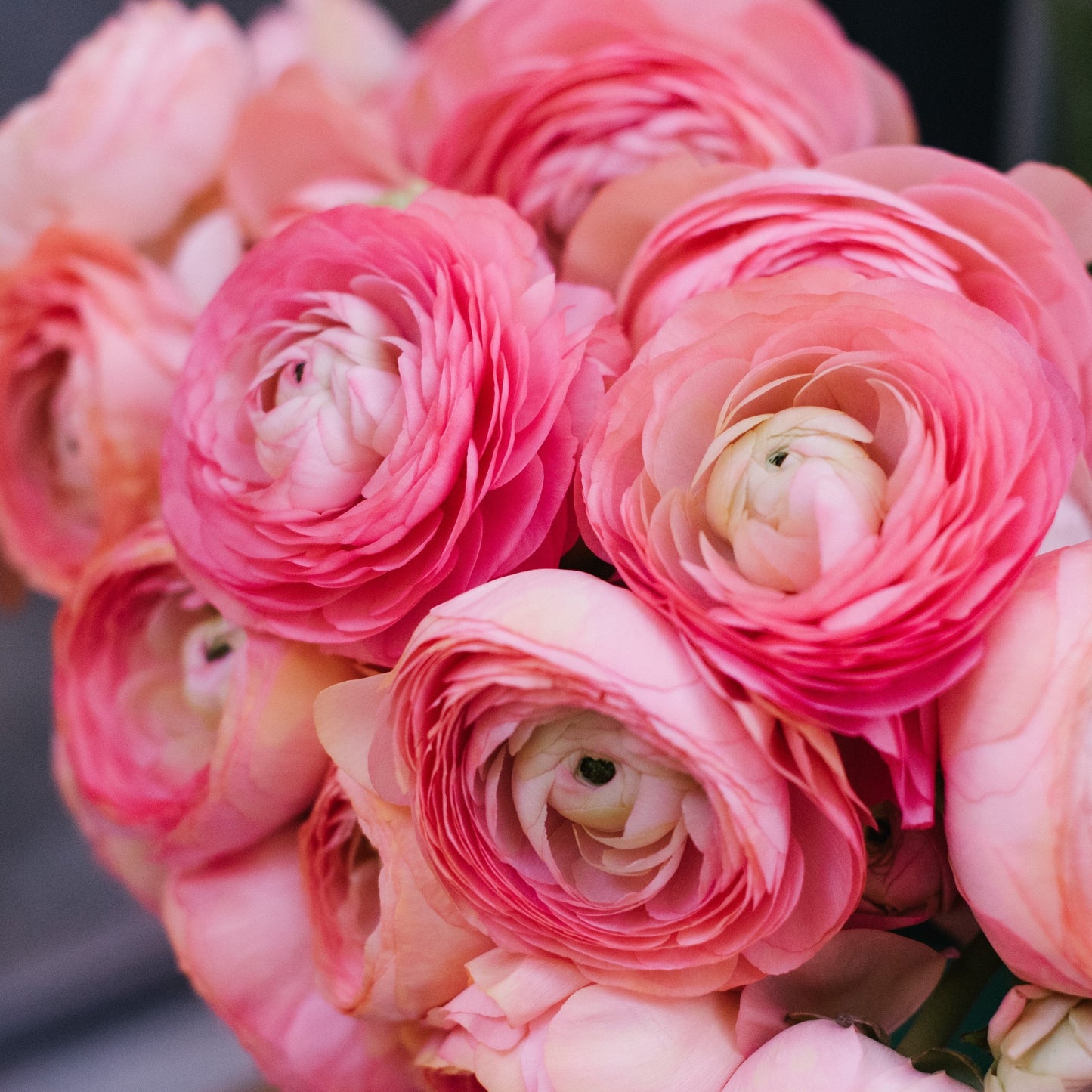 Ranunculus Bulbs - Tecolote Pink