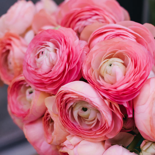 Ranunculus Bulbs - Tecolote Pink