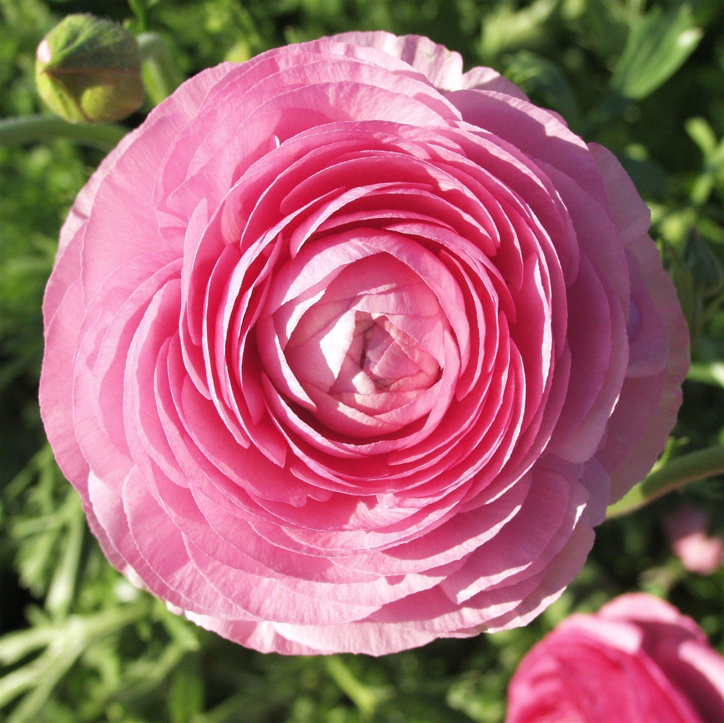 Ranunculus Bulbs - Tecolote Pink