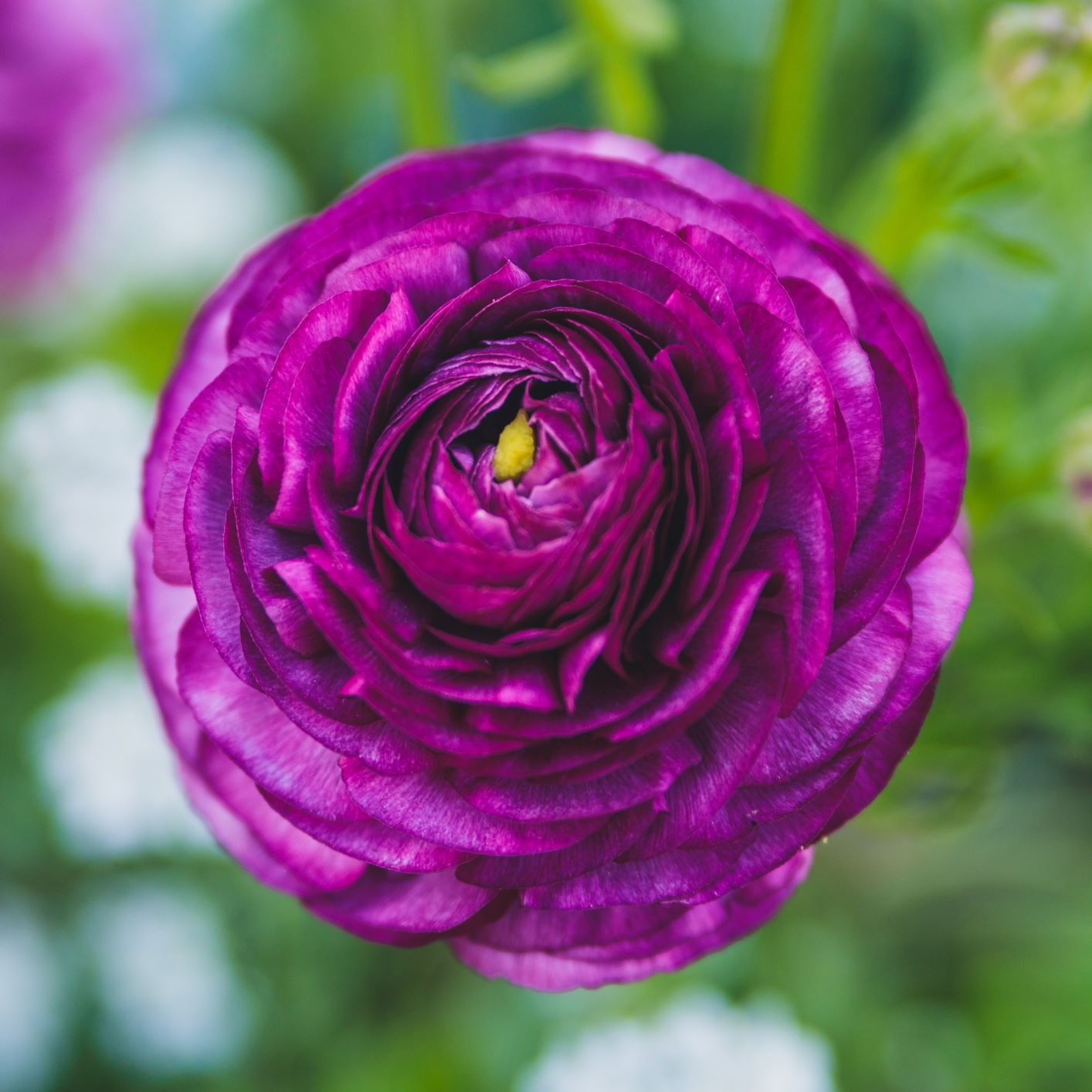 Ranunculus Bulbs - Tecolote Royalty Collection