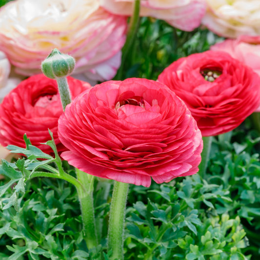 Ranunculus Bulbs - Tecolote Rose