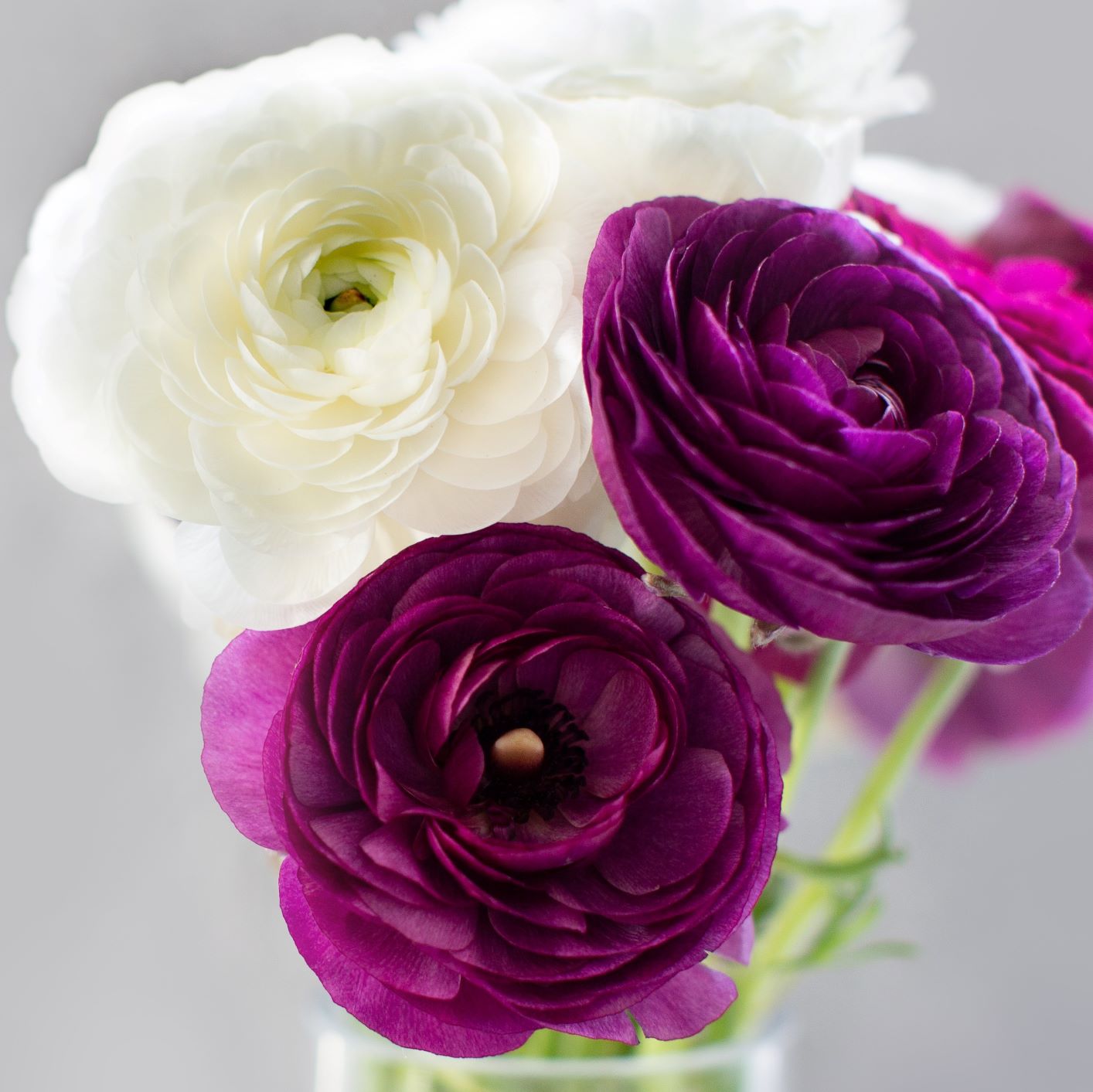 Ranunculus Bulbs - Tecolote Royalty Collection