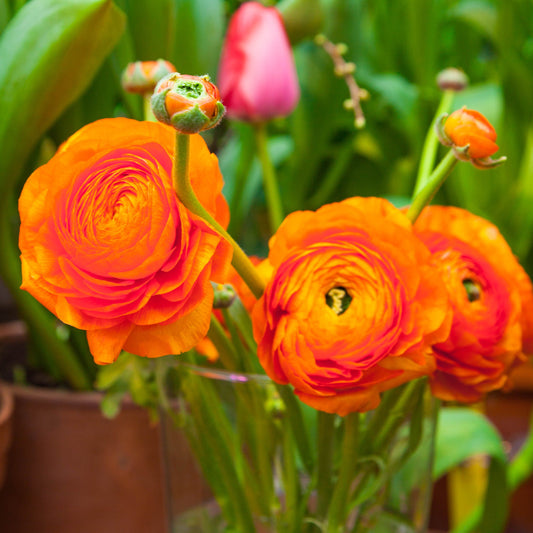 Ranunculus Bulbs - Tecolote Sunset
