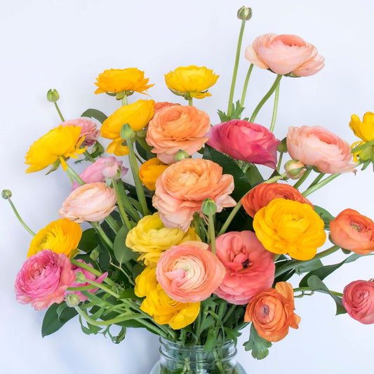 Ranunculus Bulbs - Tecolote Tropical Sunset Collection