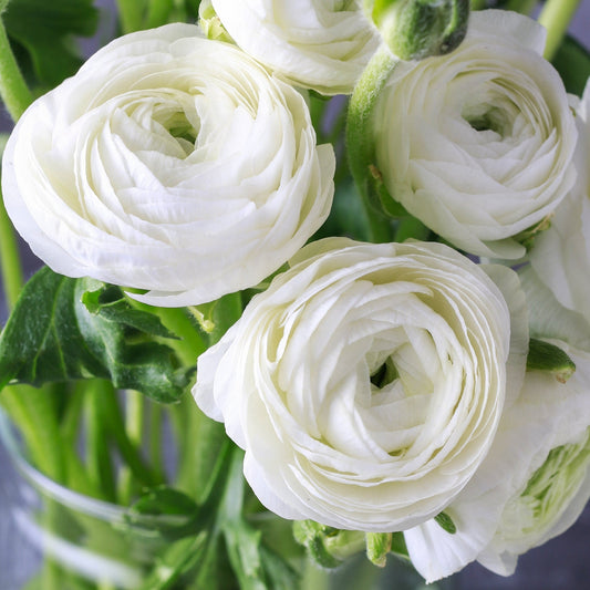 Ranunculus Bulbs- Tecolote White