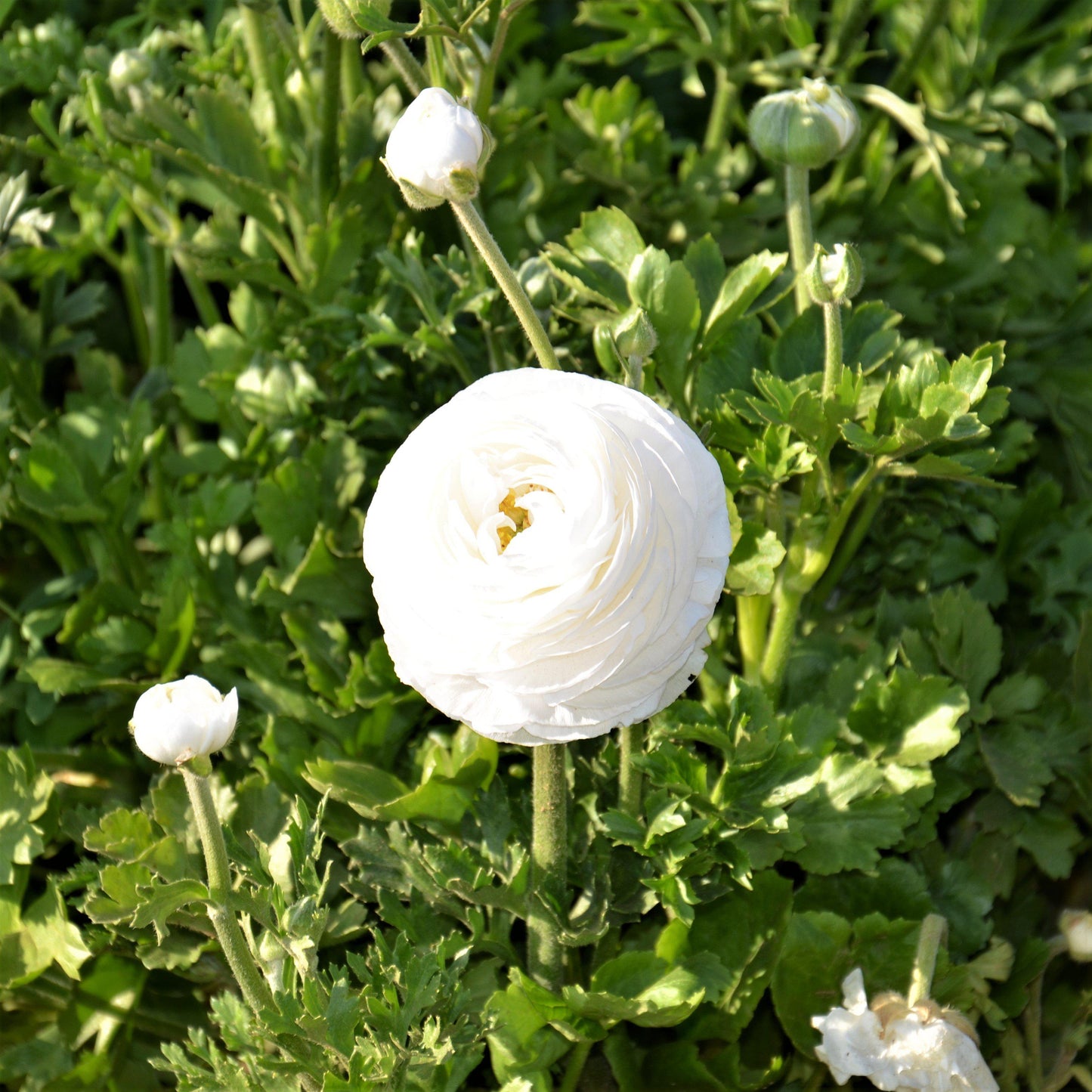 Ranunculus Bulbs- Tecolote White