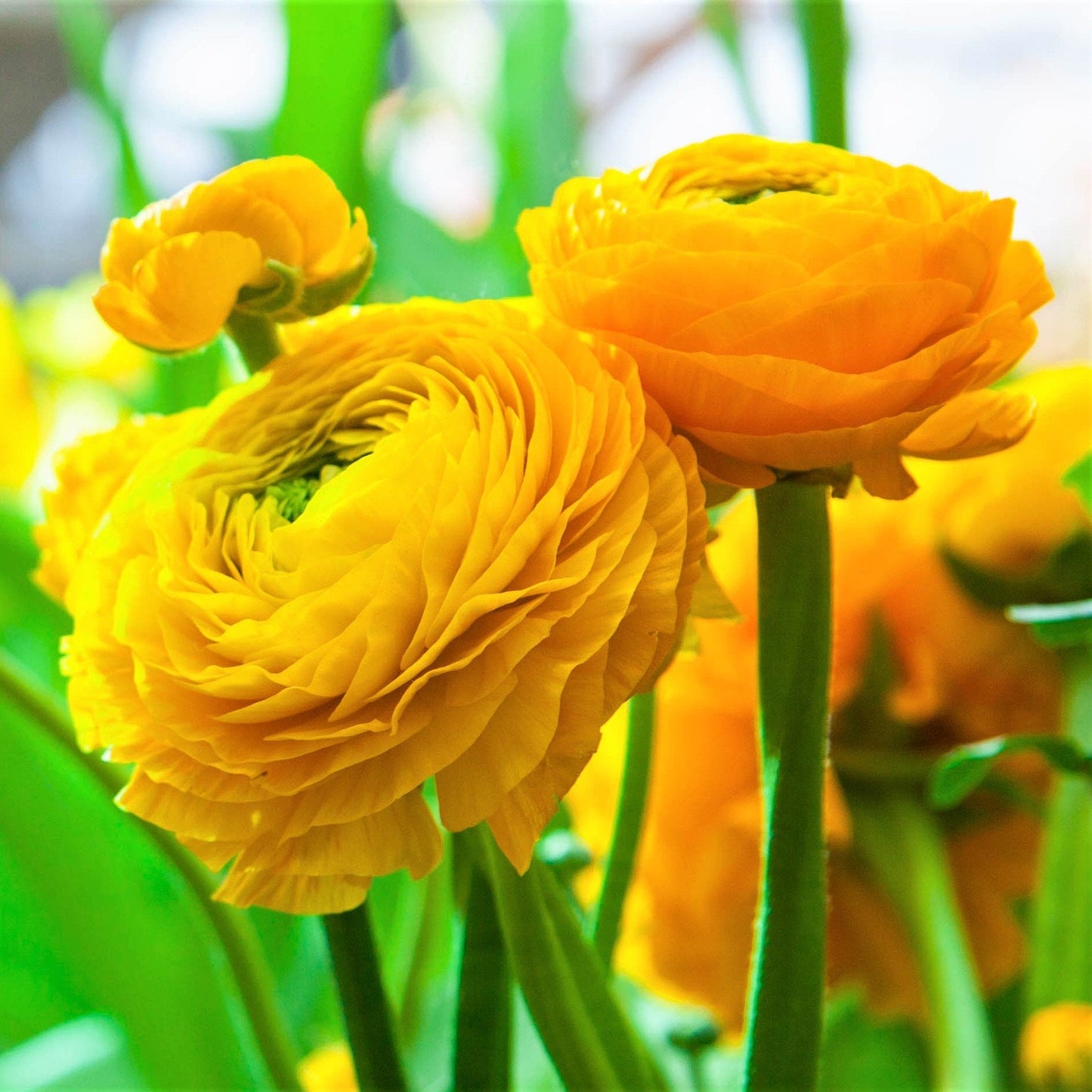 Ranunculus Bulbs- Tecolote Yellow