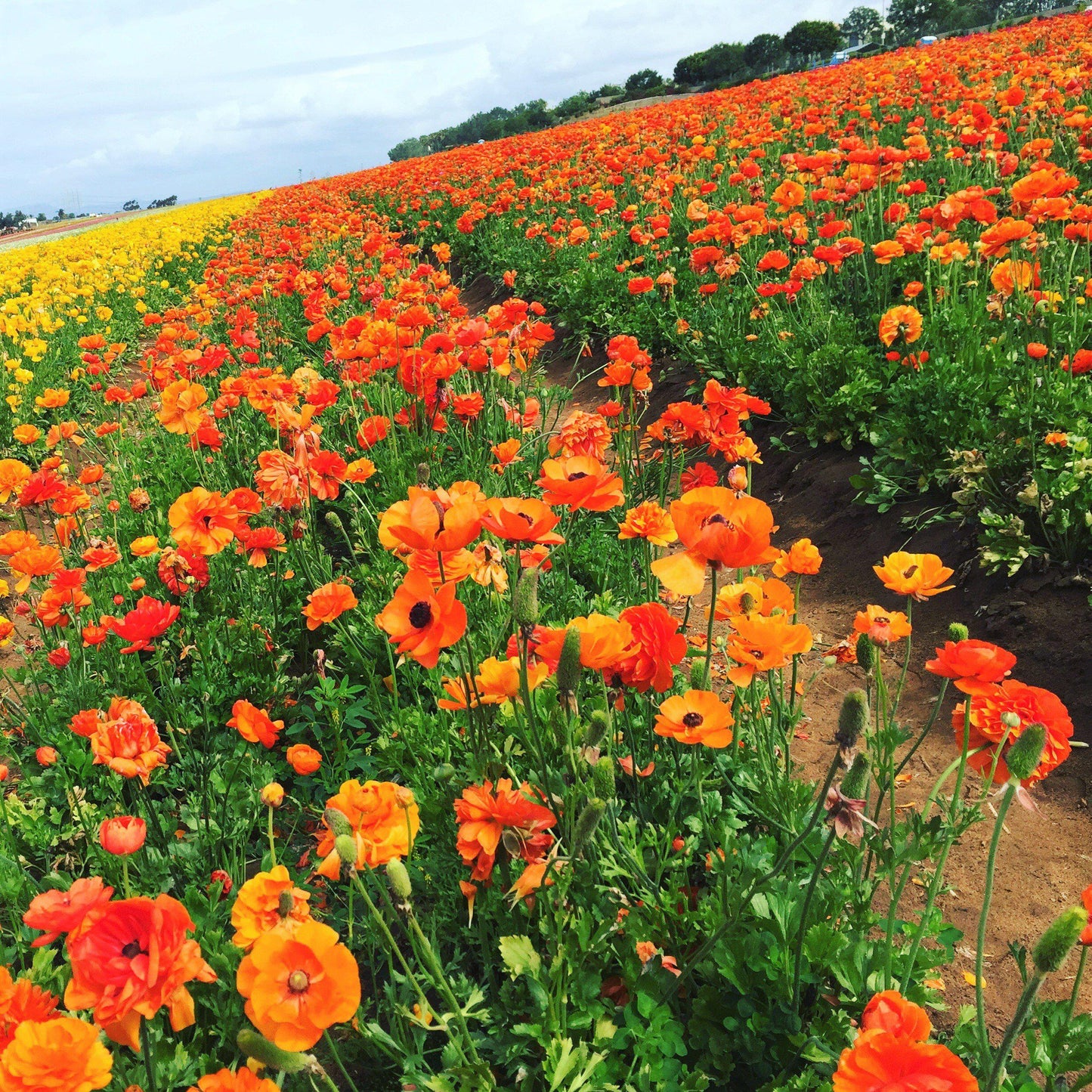 Ranunculus Bulbs - Tecolote Sunset