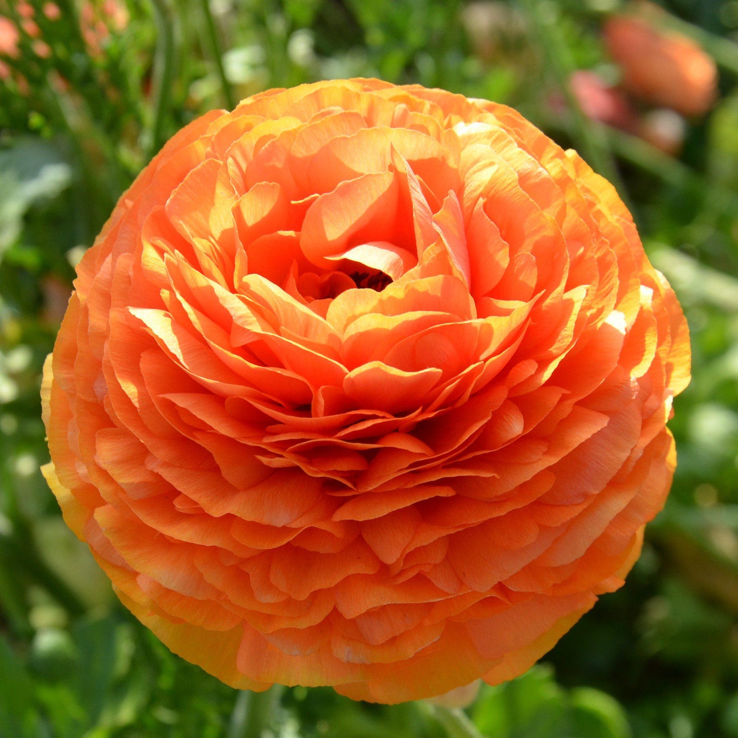 Ranunculus Bulbs - Tecolote Sunset