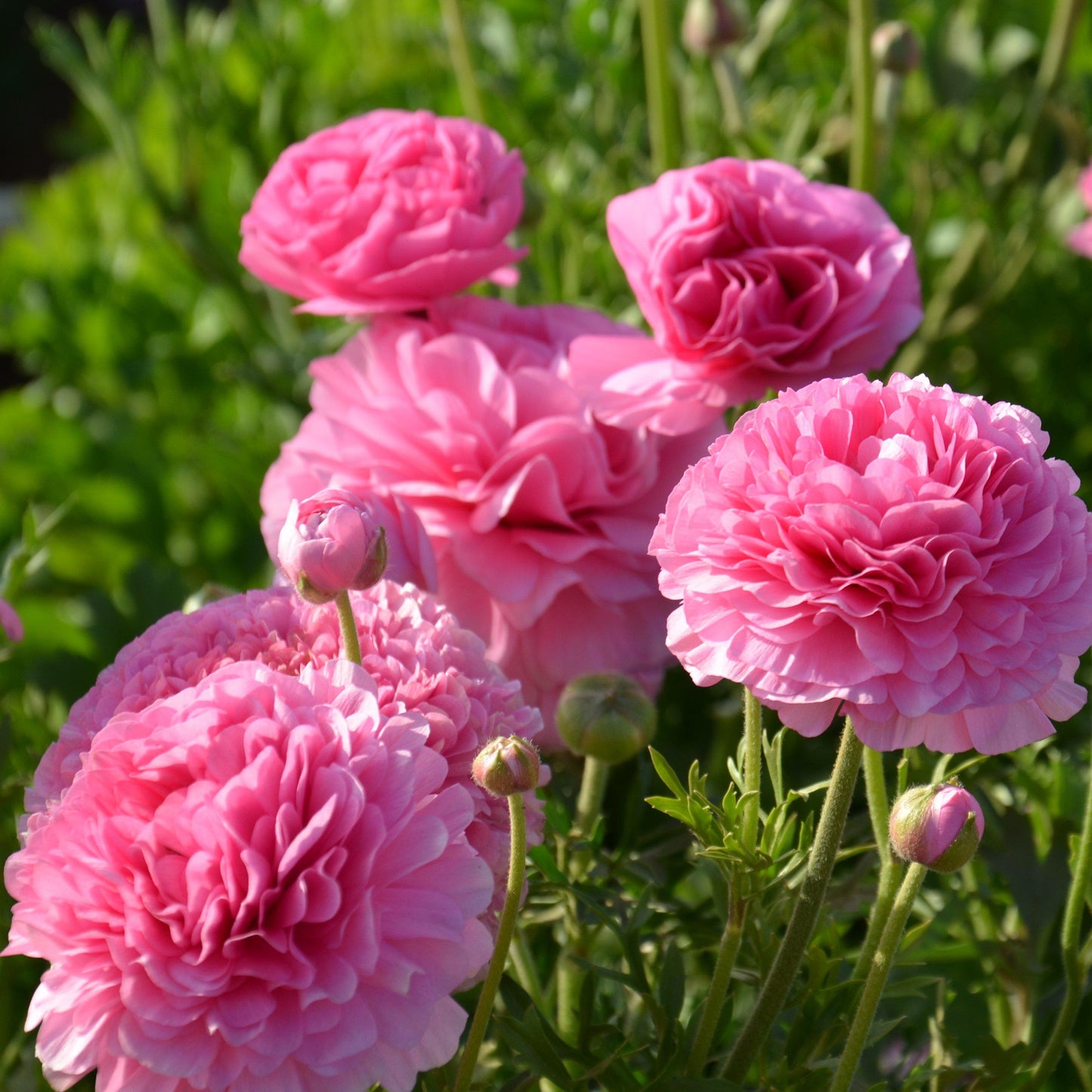 Ranunculus Bulbs - Tecolote Pink