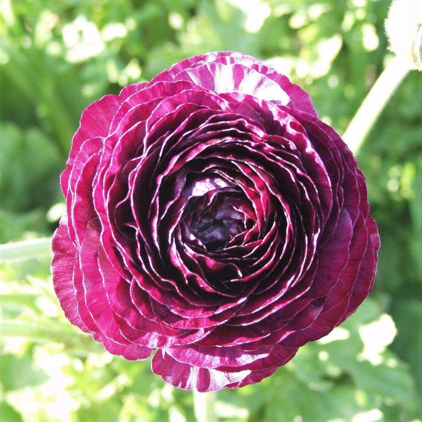 Ranunculus Bulbs - Tecolote Purple