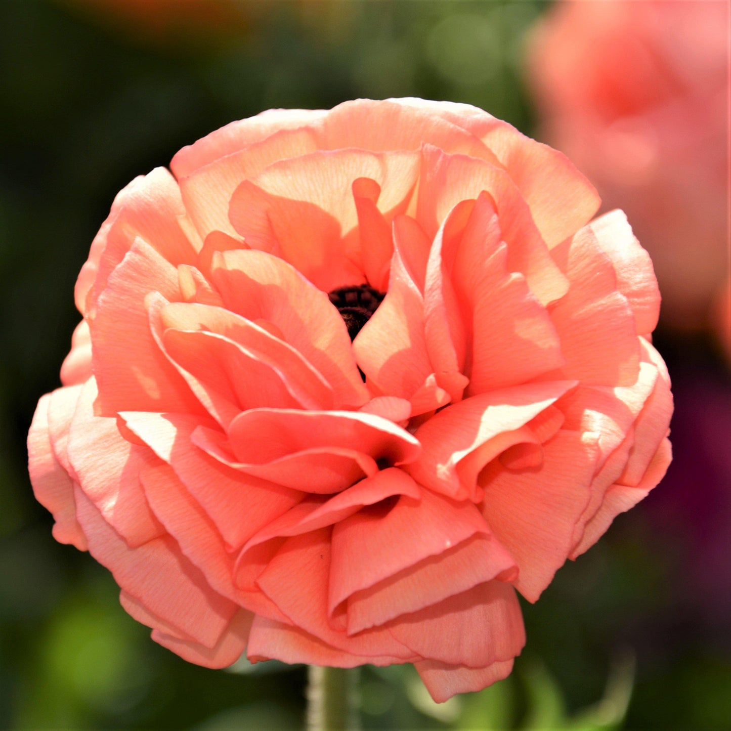 Ranunculus Bulbs - Tecolote Rose
