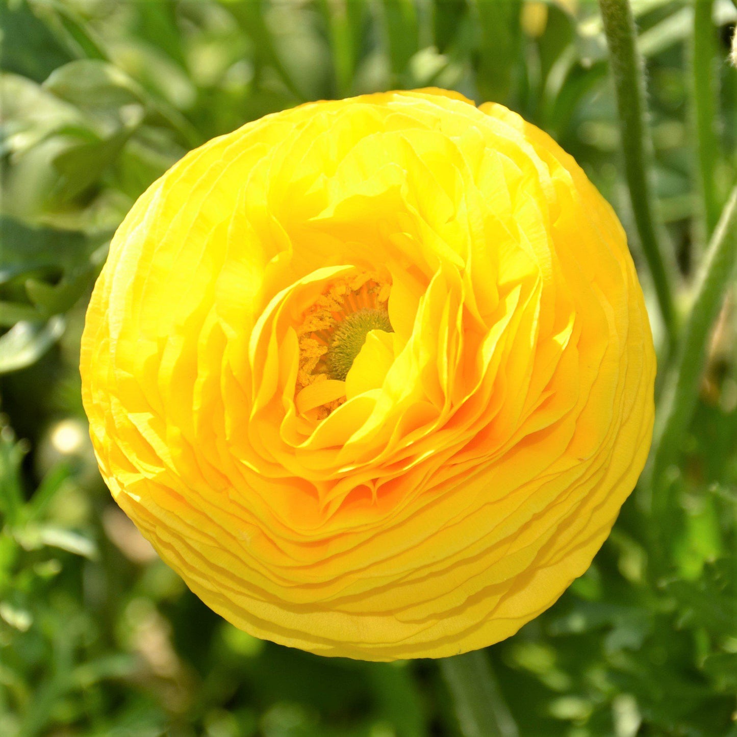 Ranunculus Bulbs- Tecolote Yellow