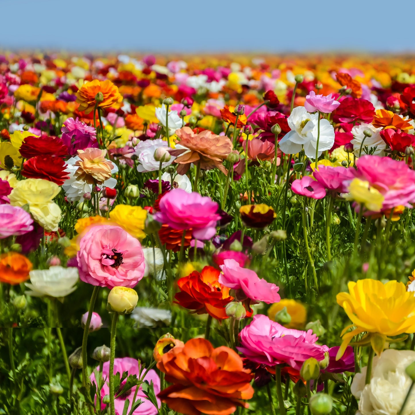 Ranunculus Bulbs- Tecolote Rainbow Mix