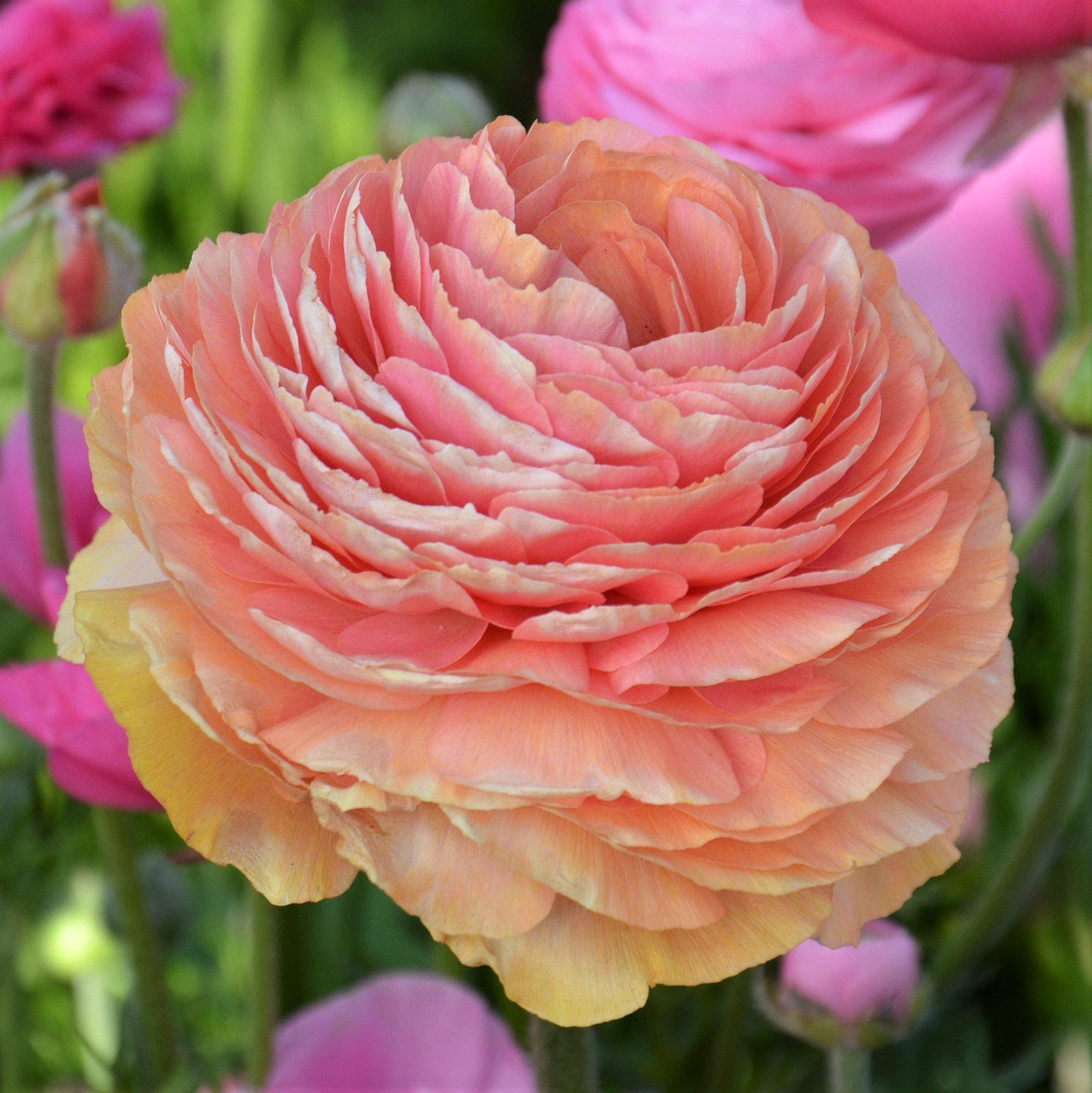Ranunculus Bulbs - Tecolote Salmon
