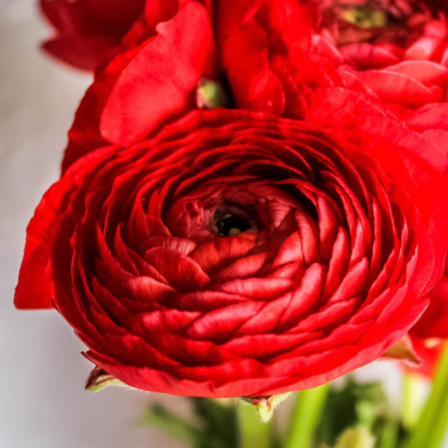 Ranunculus Bulbs - Tecolote Red