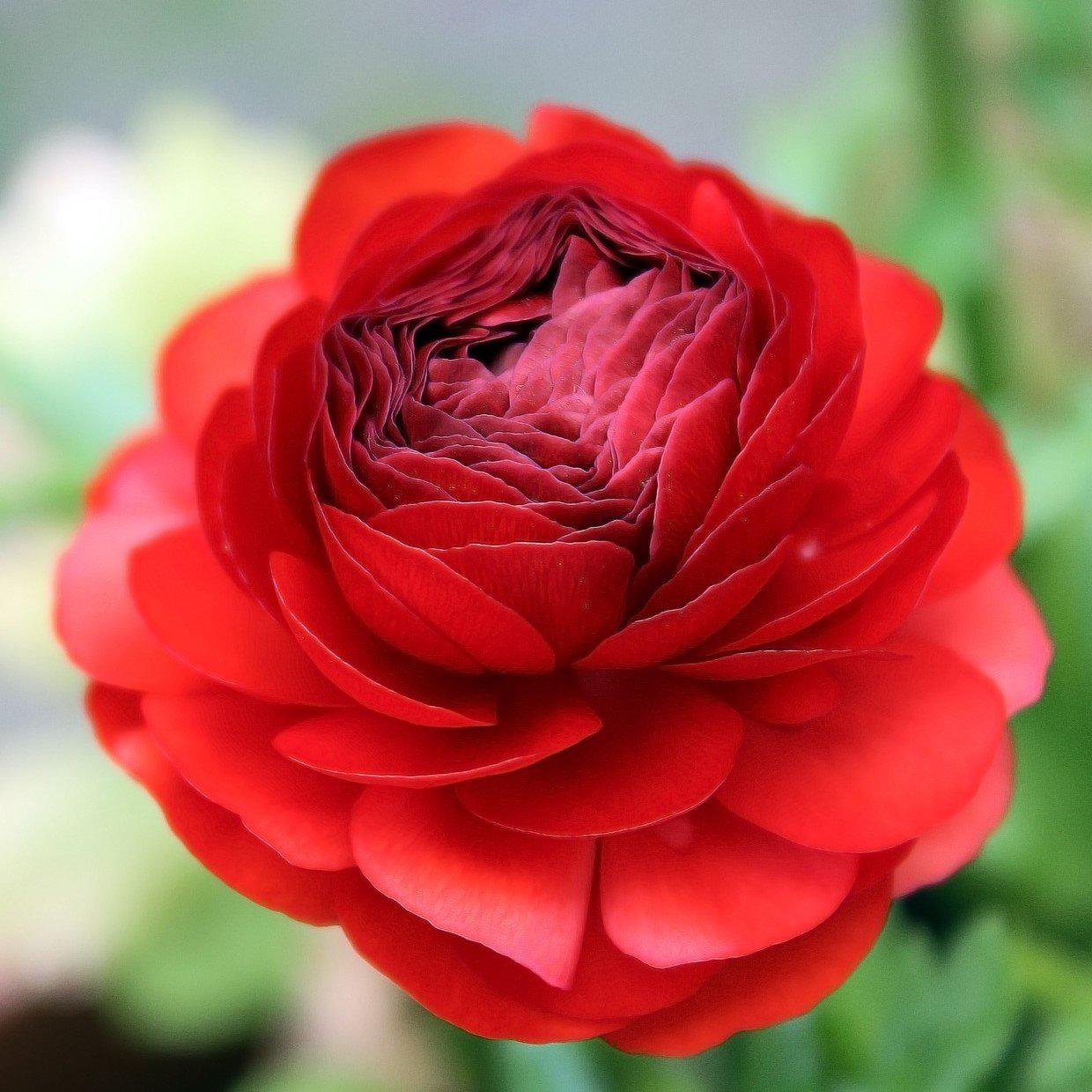 Ranunculus Bulbs - Tecolote Red