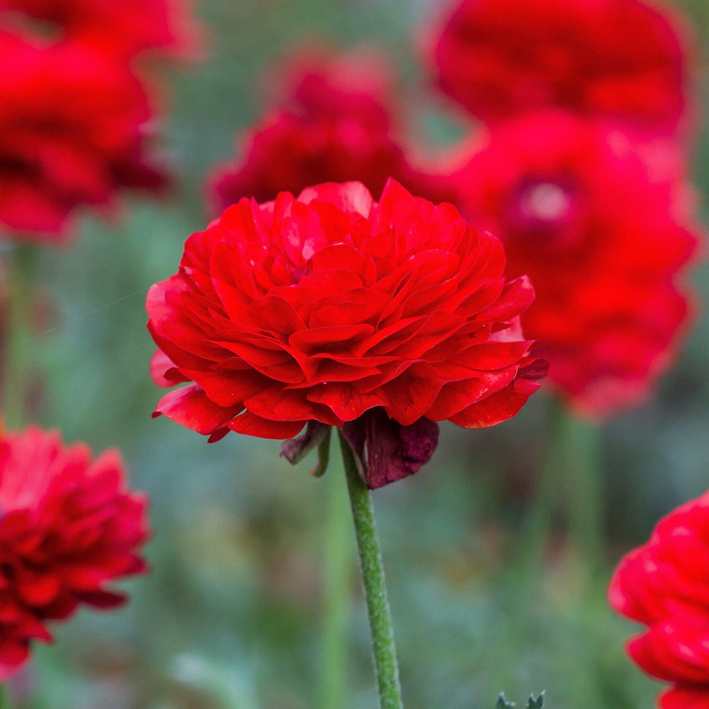 Ranunculus Bulbs - Tecolote Red