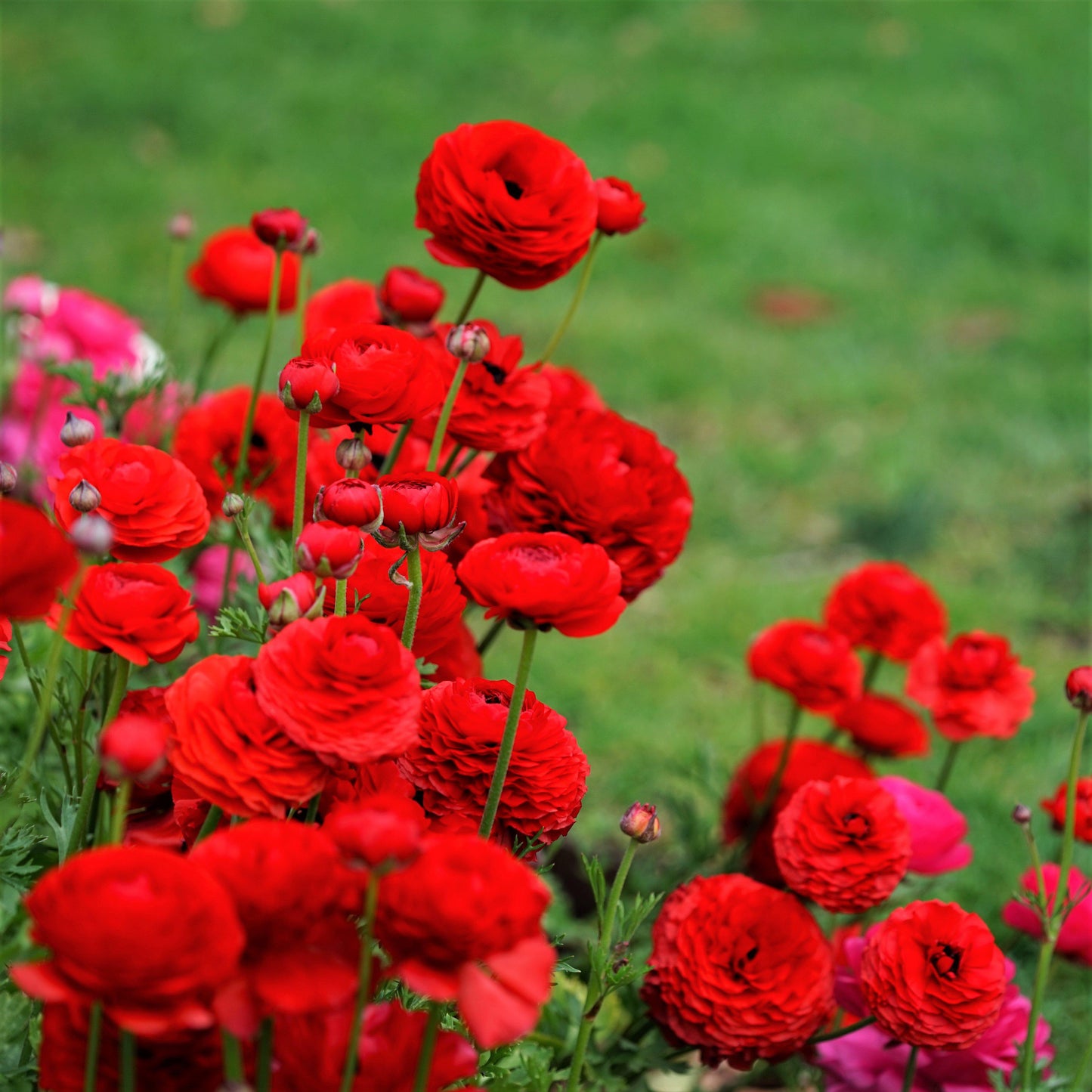 Ranunculus Bulbs - Tecolote Red