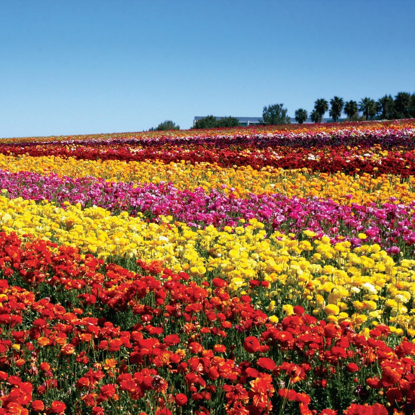 Ranunculus - Tecolote Flower Fields Collection