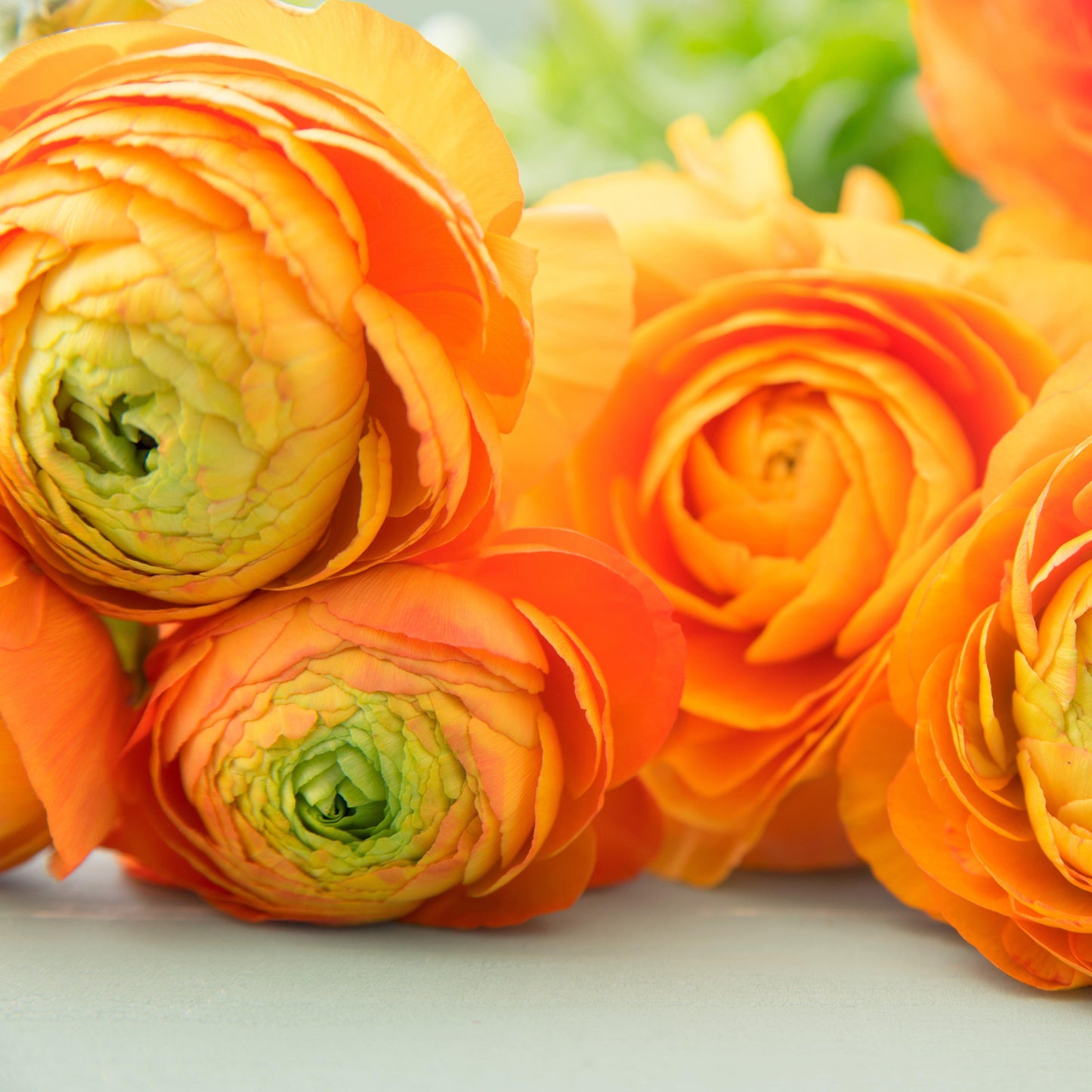 Ranunculus Bulbs - Tecolote Gold